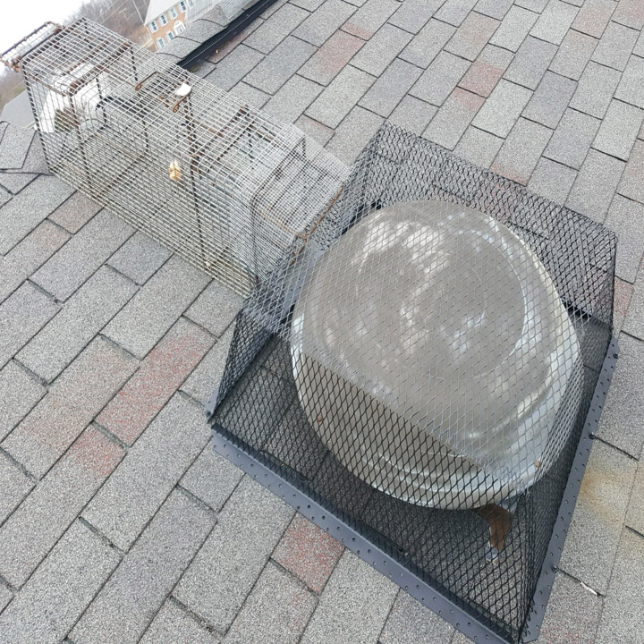 Wildlife Removal Wildlife Removal